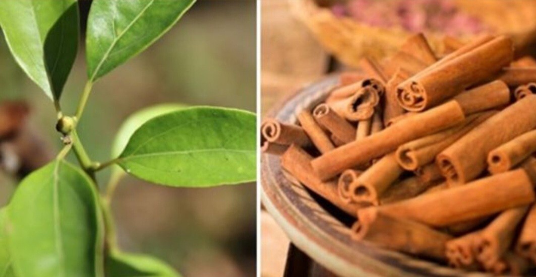 Cinnamon Tree / Cinnamomum / 14 inches / aromatic Spice Plant / Live Tropical