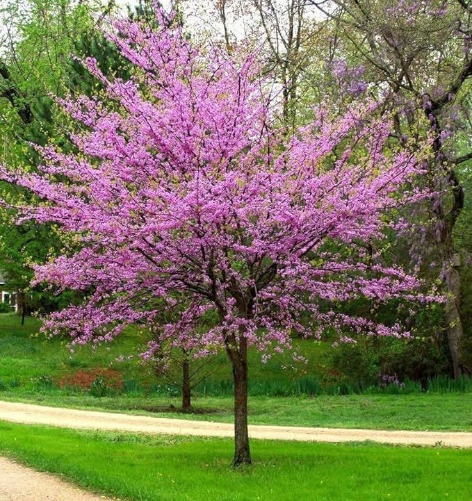 5 Eastern Redbud Tree Bare-root
