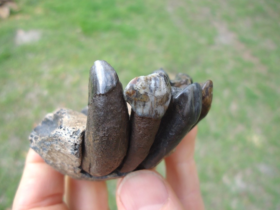 ONE OF A KIND TAPIR PREMAXILLA w/ TEETH FLORIDA FOSSIL ICE AGE EXTINCT JAW SKULL