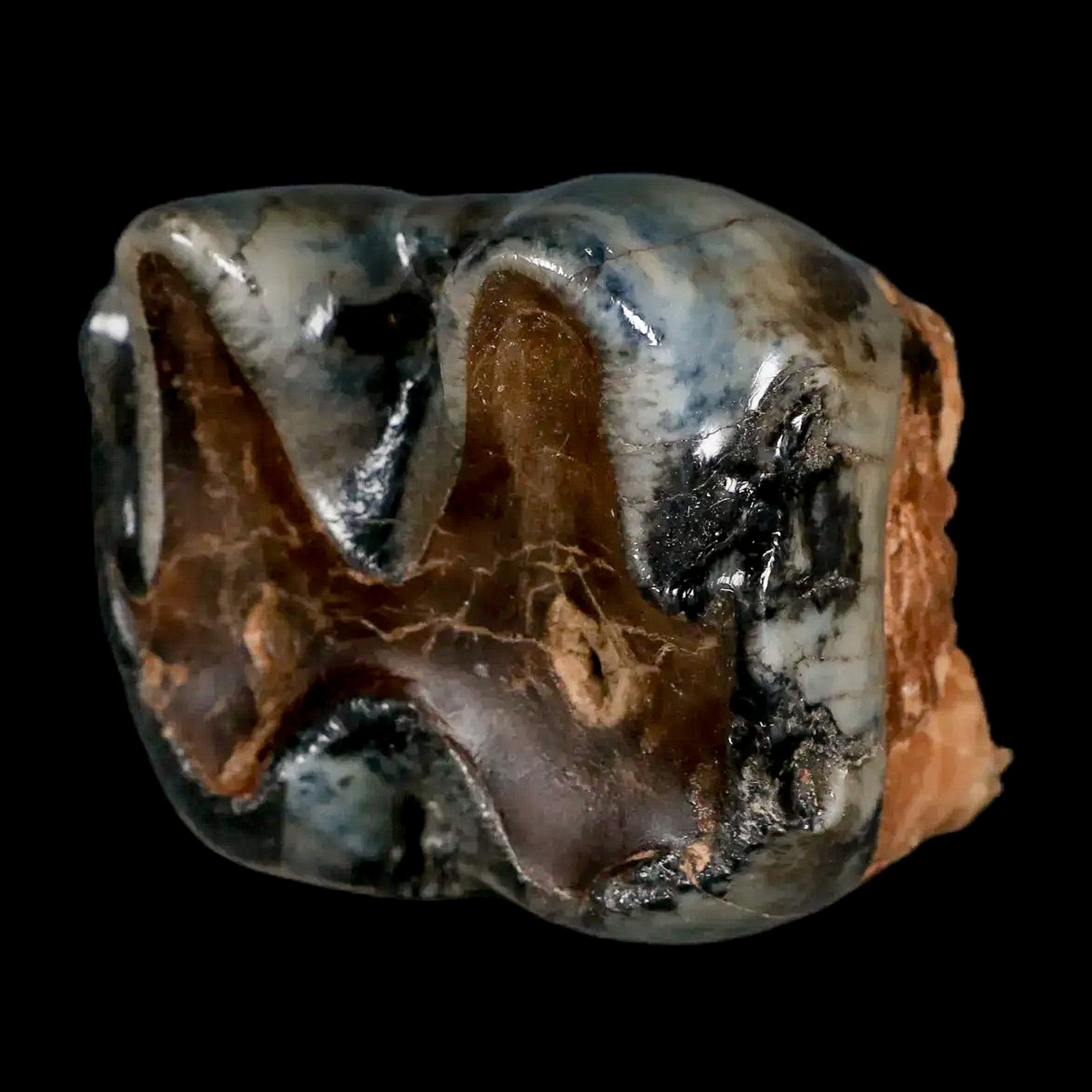 2.2" Rare Deinotherium Giganteum Fossil Tooth Miocene Deinothere Gracanica