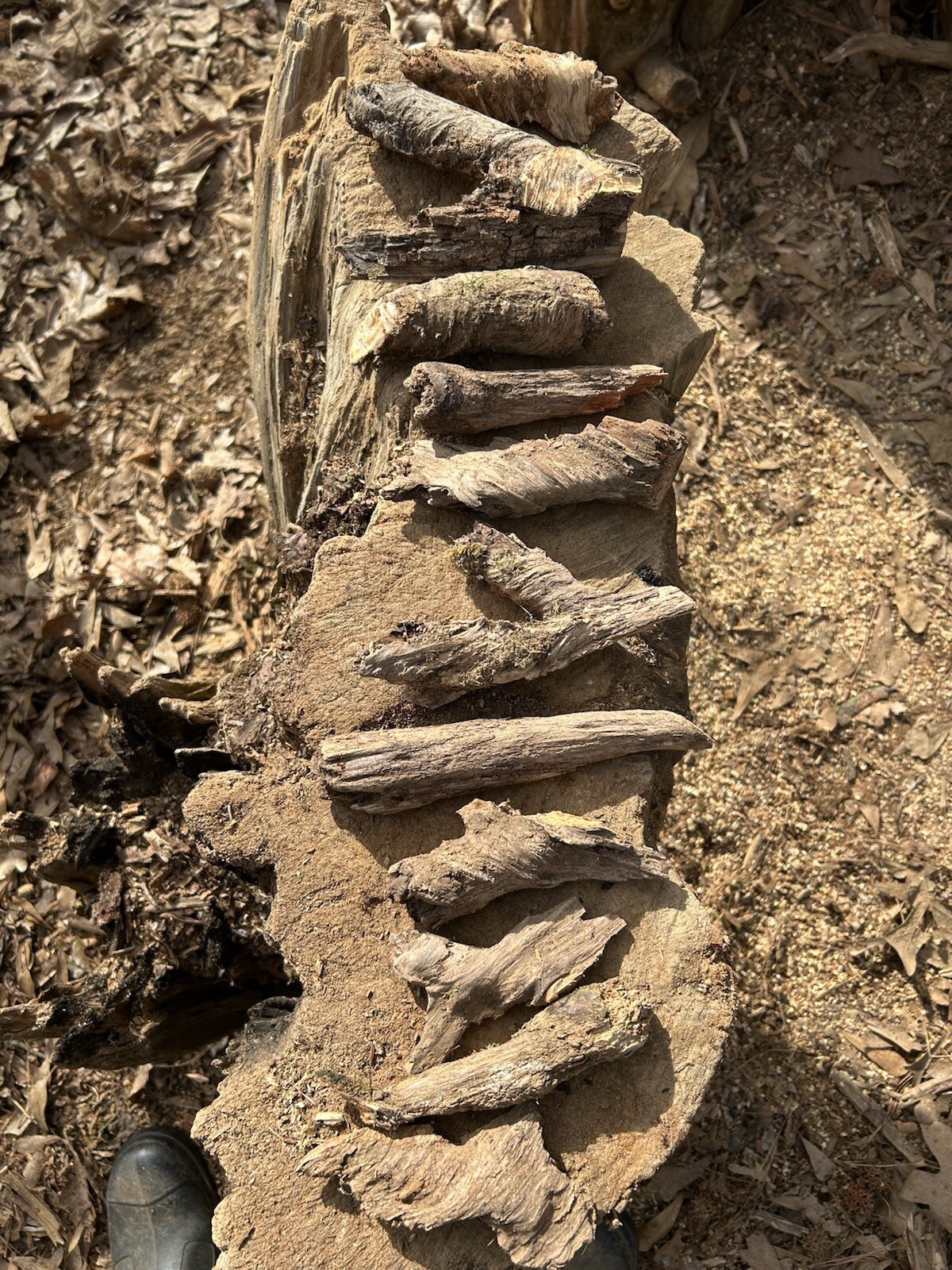 10 FIRE BOOSTERS! These are Fatwood Lighter Knots. 1.13 lbs Total Weight.