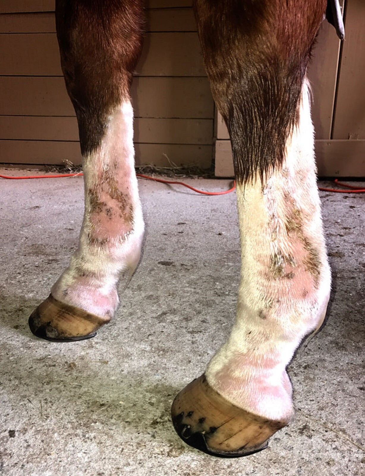 FUNGUS KILLER HORSES - TREAT & PREVENT - 1 FREE SOAP BAR - Made in USA