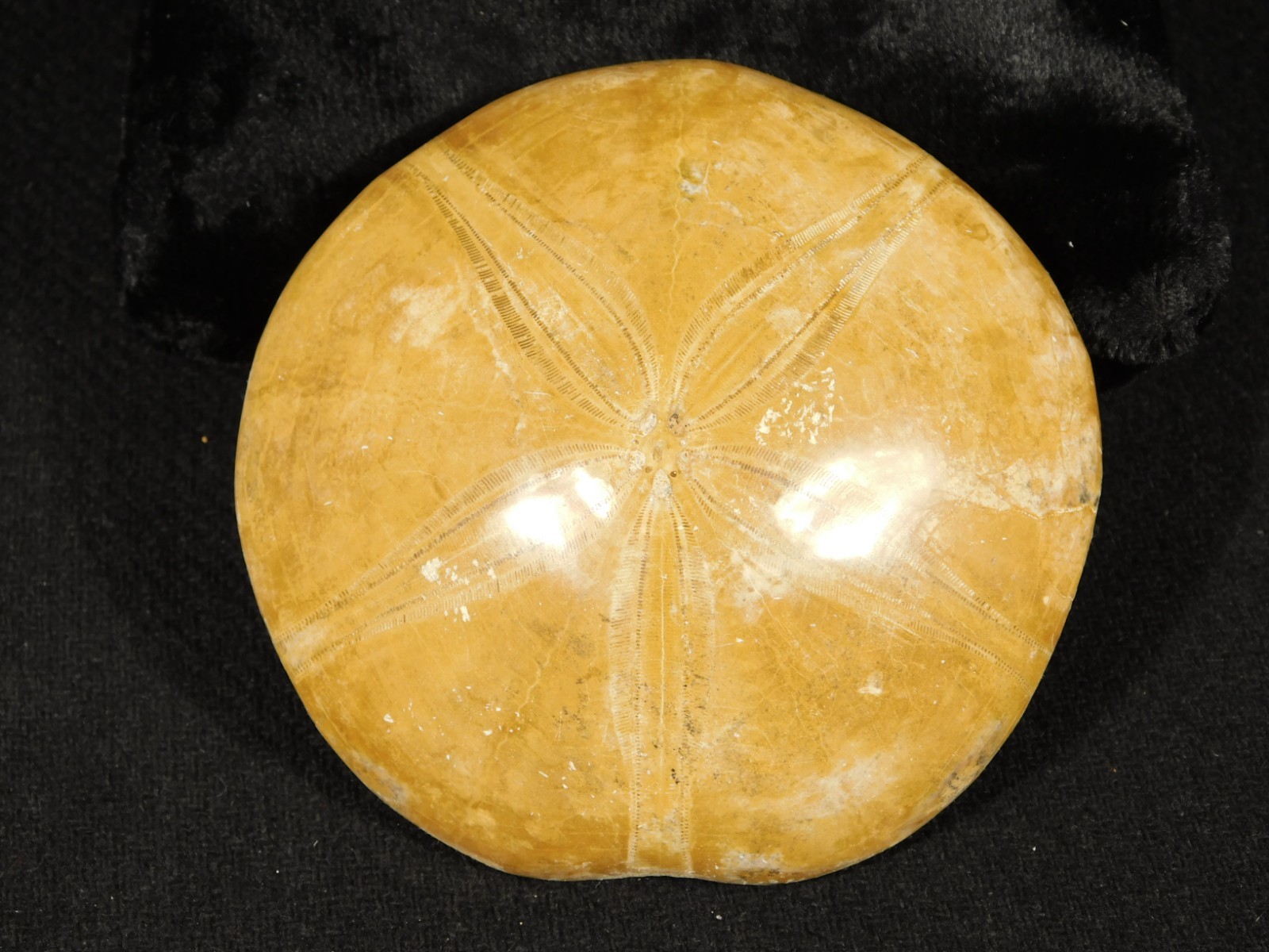 Big! Polished 150 Million Year Old! SAND DOLLAR Fossil Madagascar 195gr