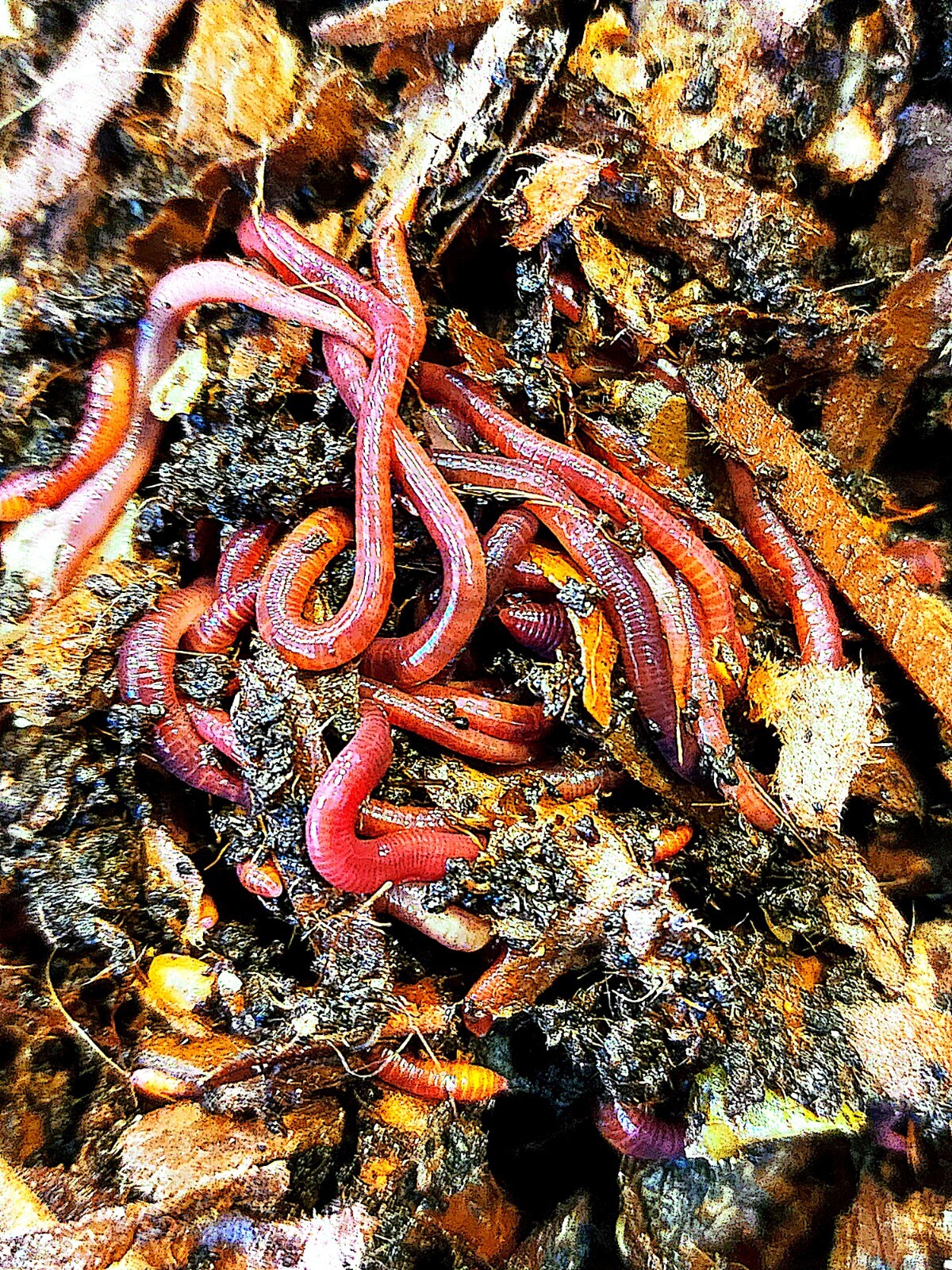 1 Lbs PURE RED WIGGLER Compost Worm /FREE SHPG/Weather Determines SHPG
