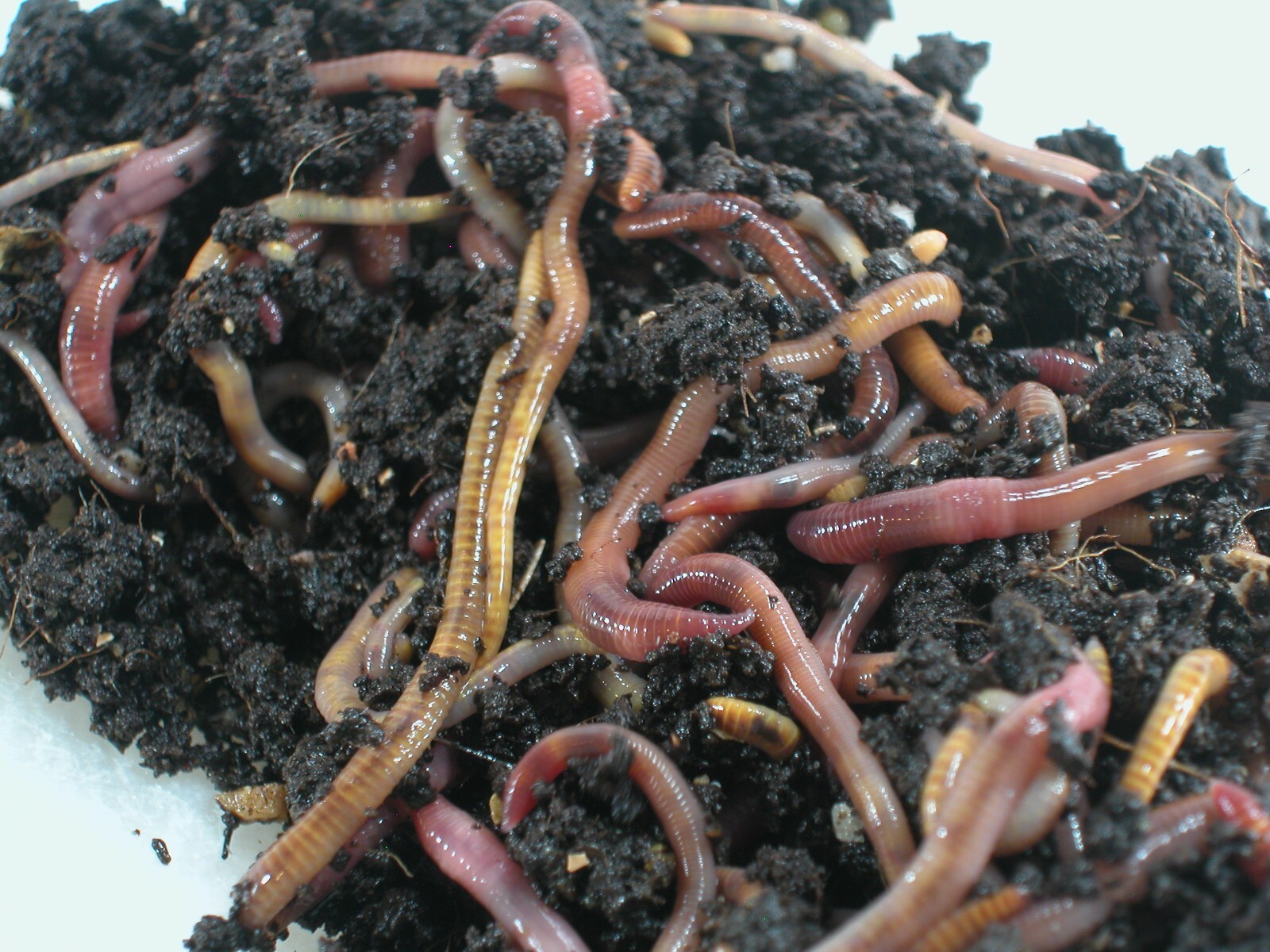 100+ Red Wiggler Worms—Live-Healthy-Organic—Eisenia fetida—FREE SHIPPING