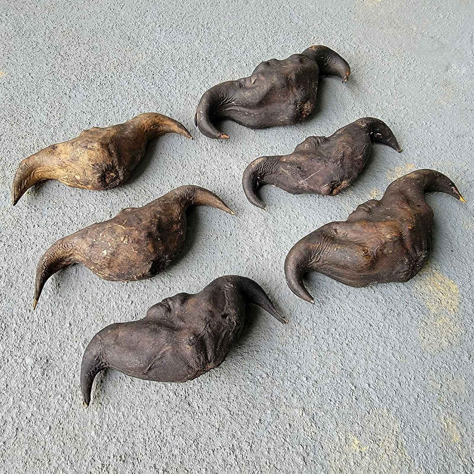 X3 Devil seed pods, Witchcraft herb, Oddities, Water Caltrop, Trapa bicornis