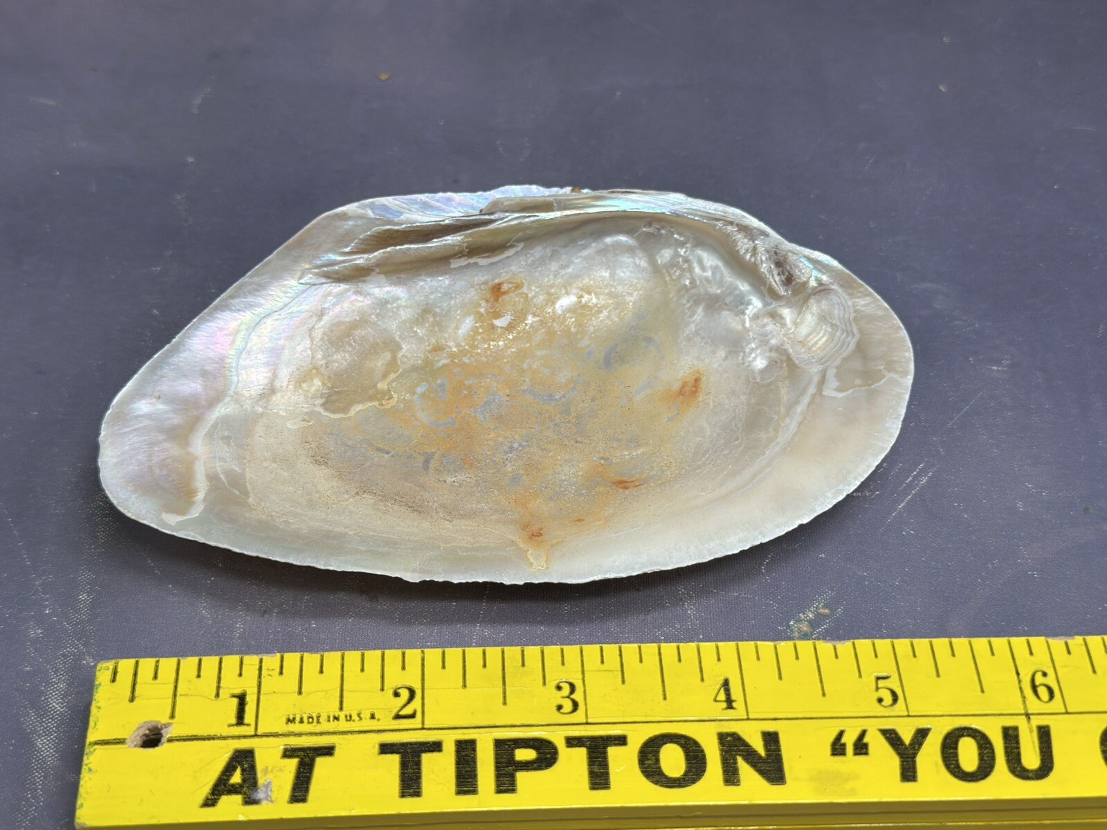 Natural Shells Half Clam Beautiful Set For Decor Seashells Nautical Beach