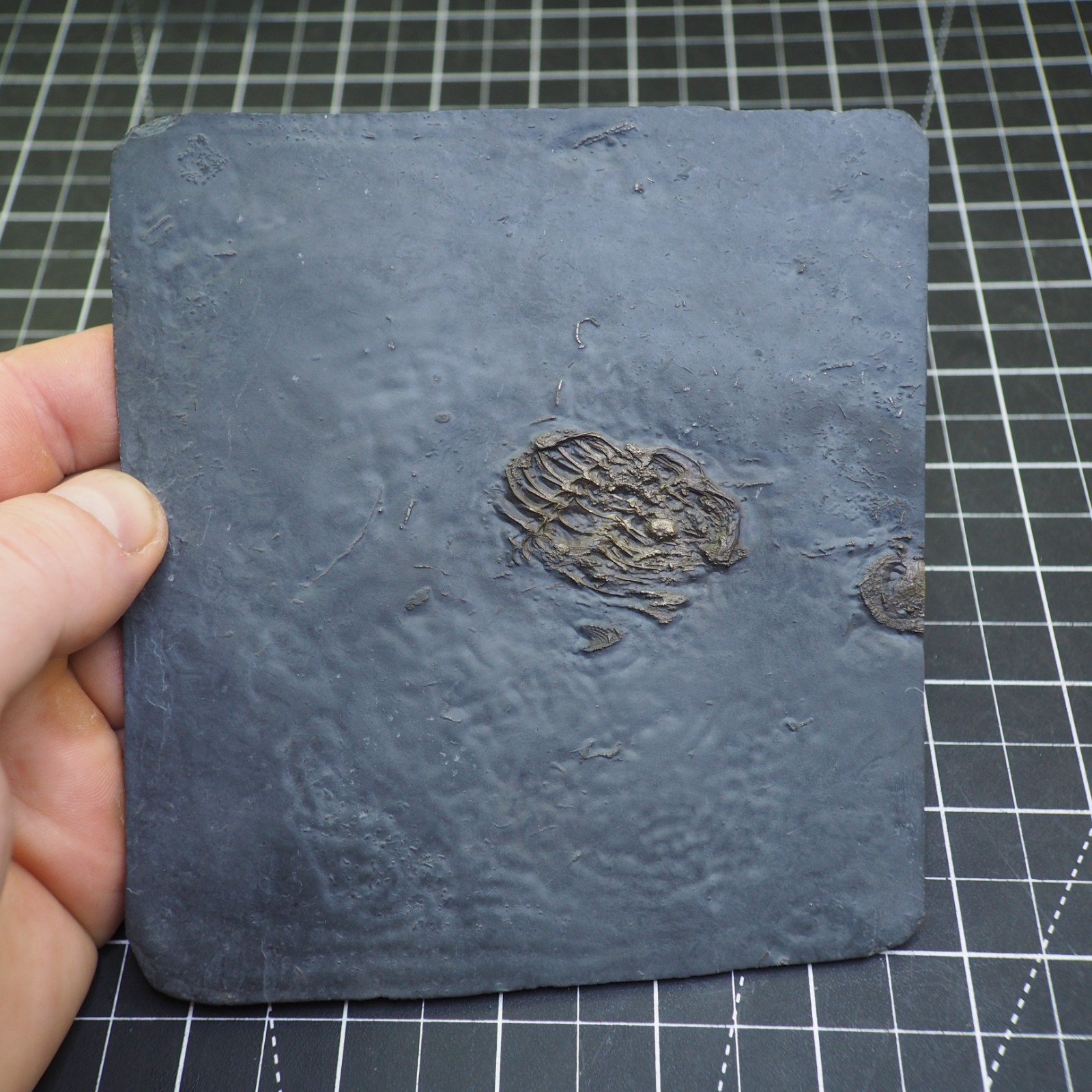 Chotecops ferdinandi Pyrite Trilobite Bundenbach Germany Fossil Devonian