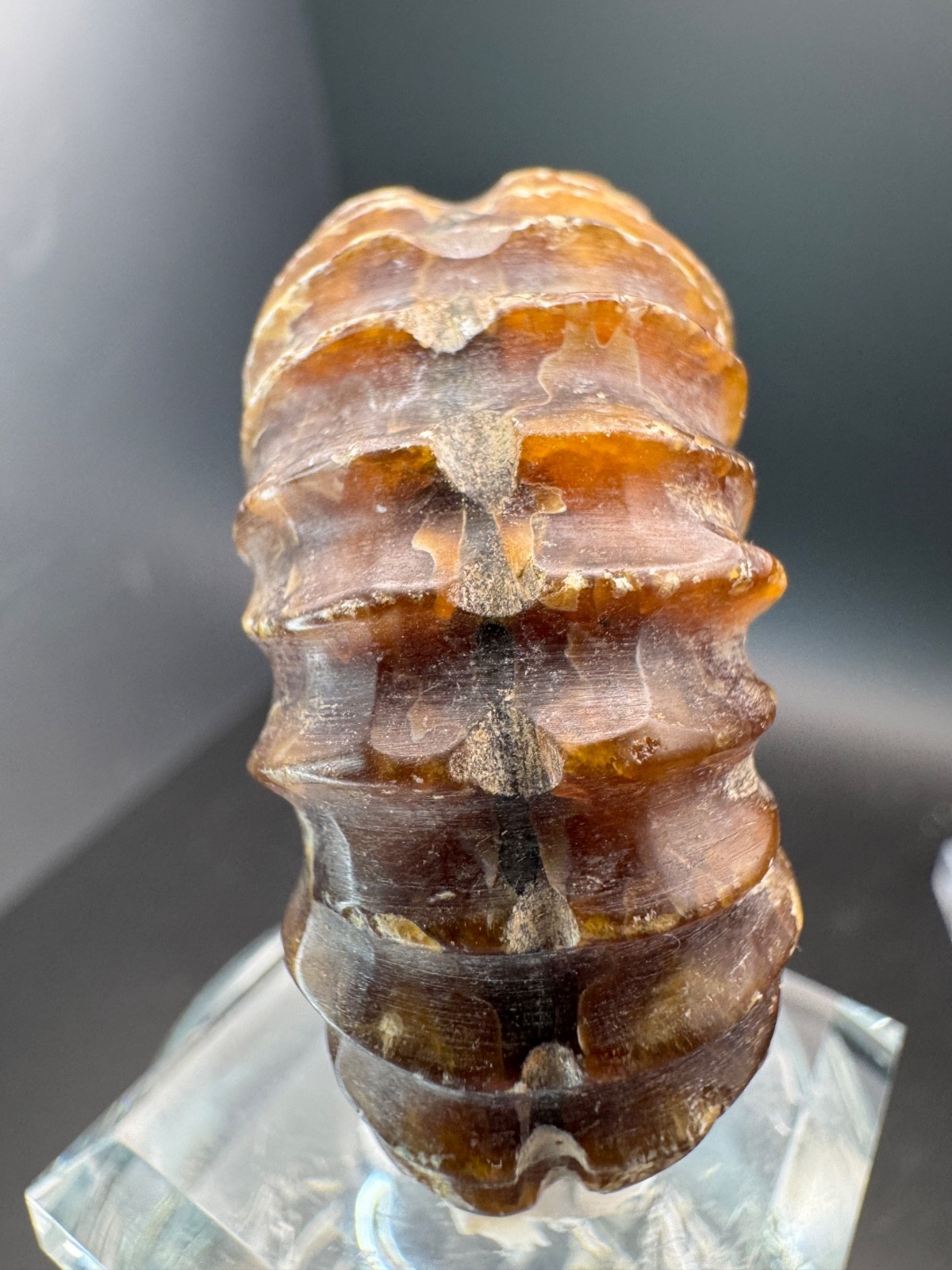 6221 Ribbed Ammonite Fossil with Nice Pattern Madagascar 54g