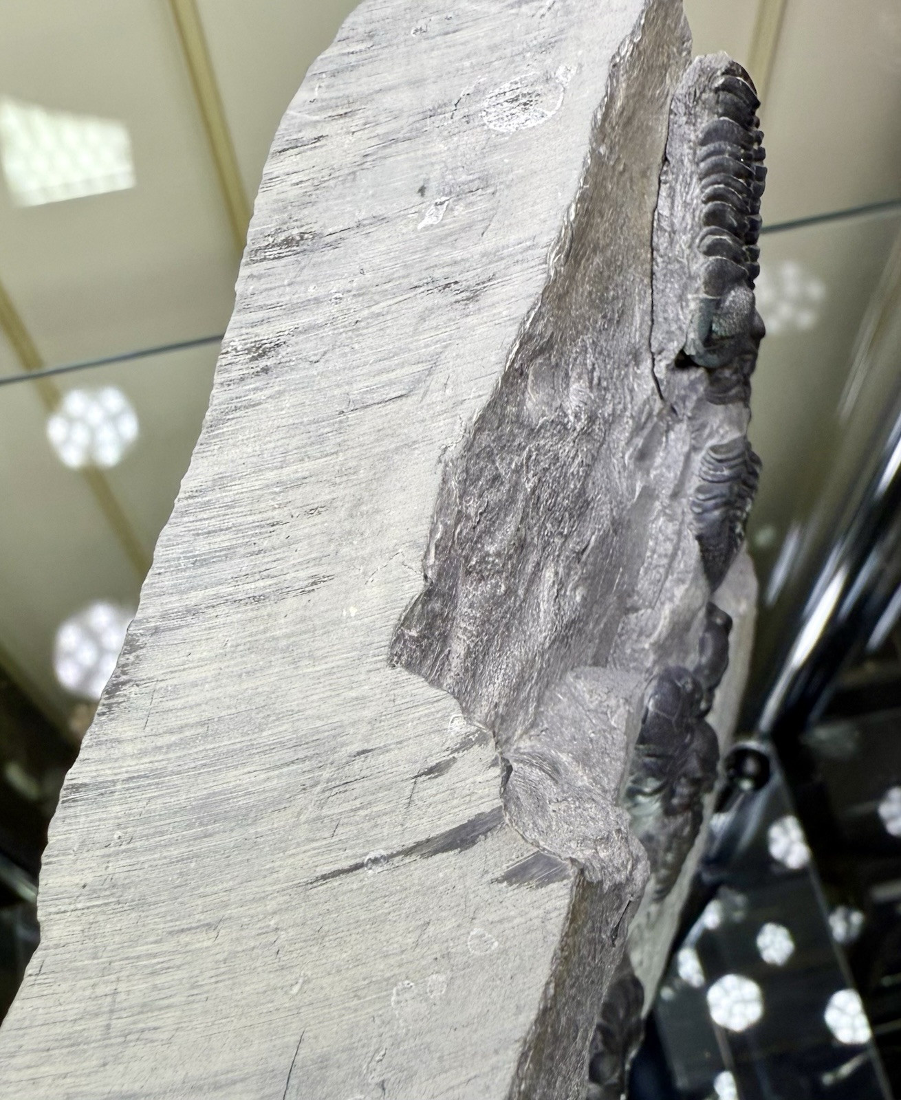 NICE Phacops Trilobite Plate ~ Penn Dixie New York ~ Devonian Period