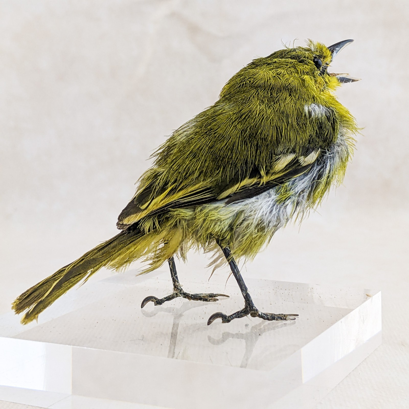 Iora bird taxidermy Bird Specimen oddities taxidermy curiosities oddities craft