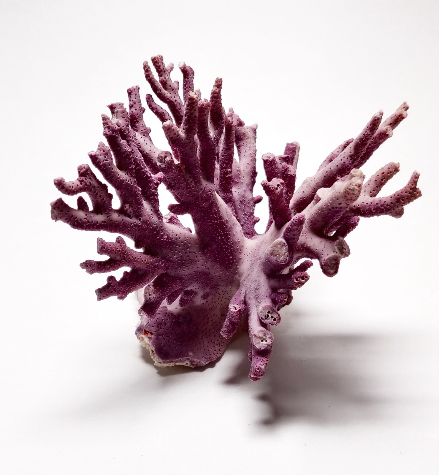 Rare Purple / Lavender Hydrocoral Coral from California Home Decoration