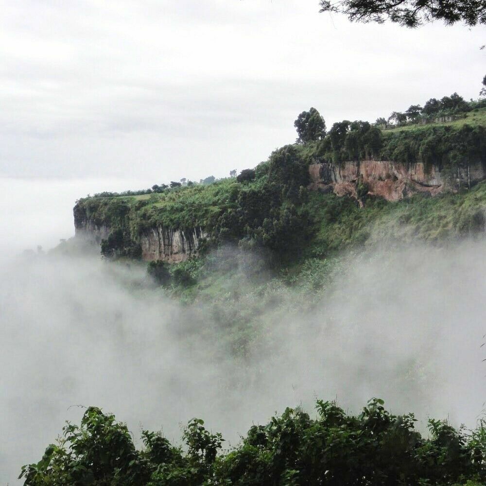 100% JAMAICAN BLUE MOUNTAIN COFFEE BEANS PEABERRY MEDIUM ROASTED 2 TO 12 POUNDS