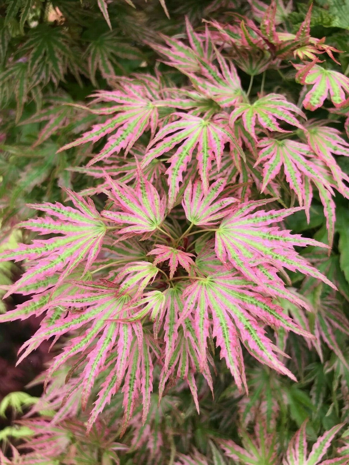 Japanese Maple Abigail Rose