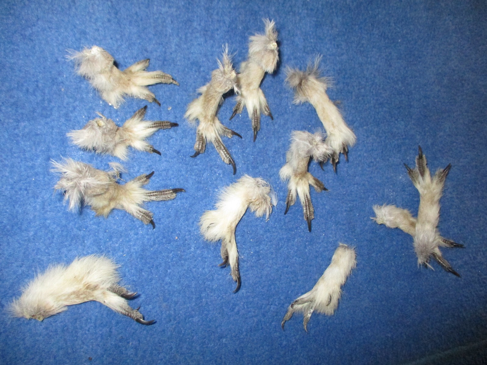 10 Real Feet Sharptail Grouse animal bird foot sharpe tail feet art craft mount