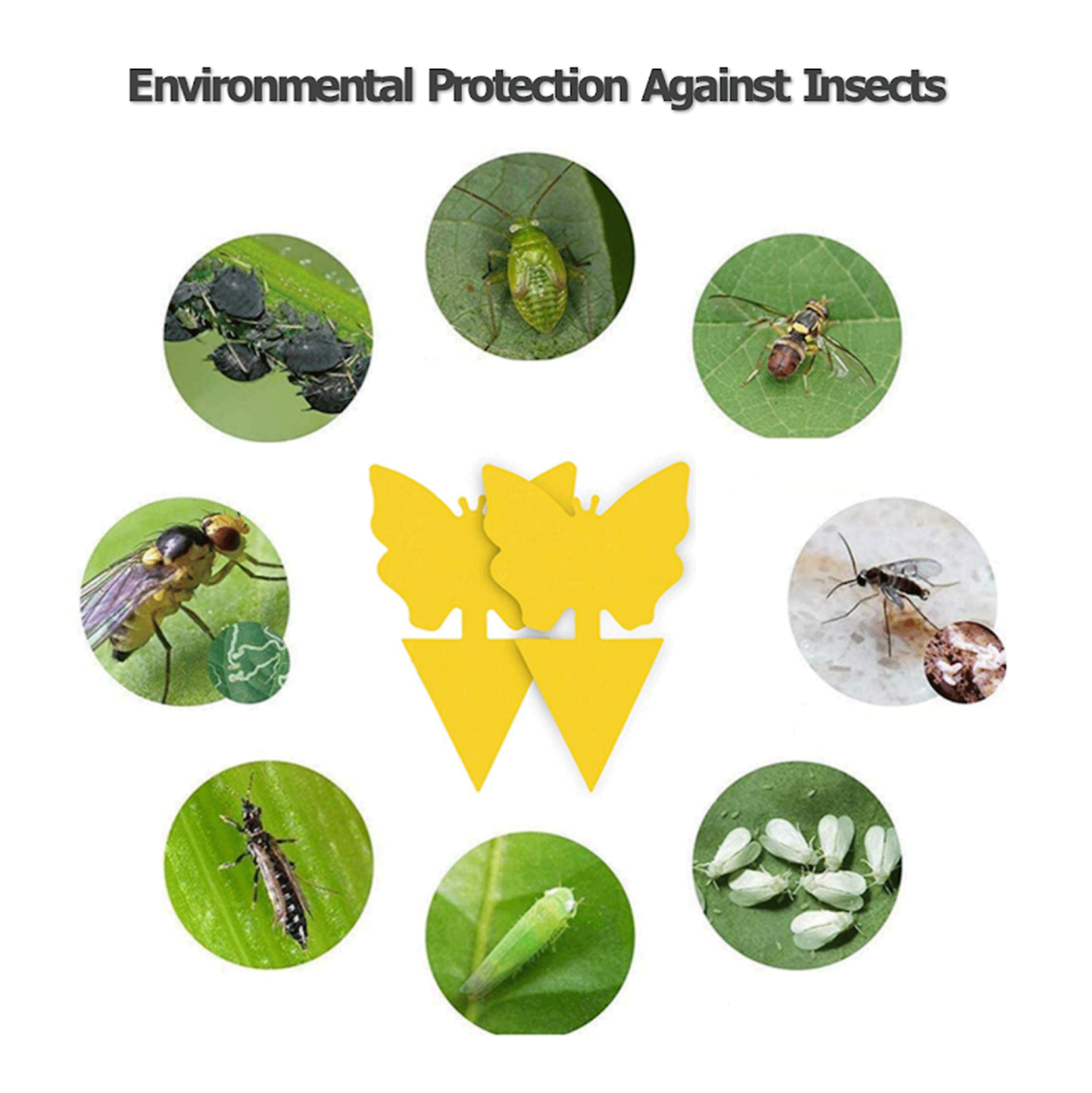 10-100Pcs Sticky Fruit Fly Traps, Fungus Gnat Killer Trap use Indoor Outdoor