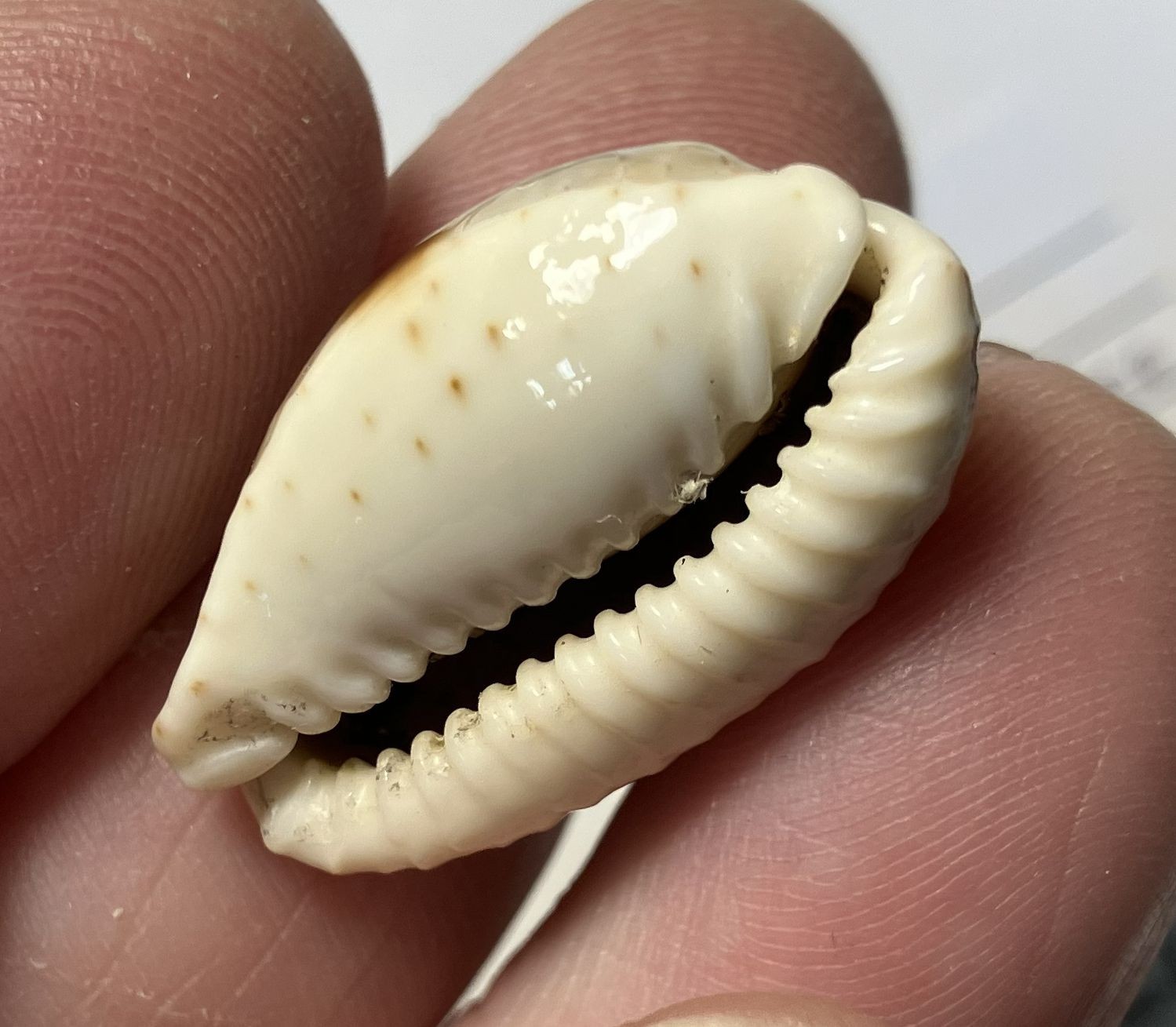 Cypraea collection. 8 shells and 6 species. Great Shape. worldwide collection