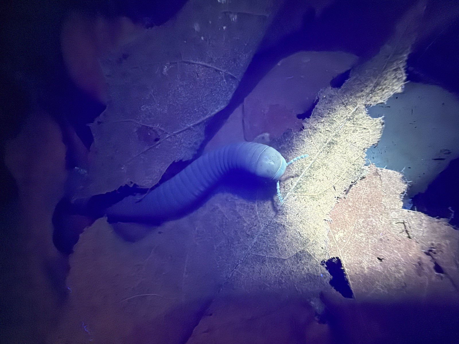 UV REACTIVE Hiltonius Pulchrus Millipede 5 Compost Classroom Pet Millipede Only