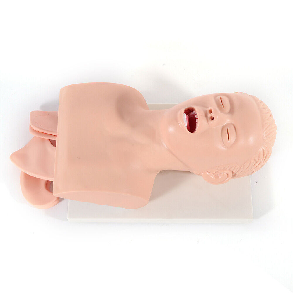 Airway Management Trainer Study Adult Oral Intubation Manikin Teaching Model NEW