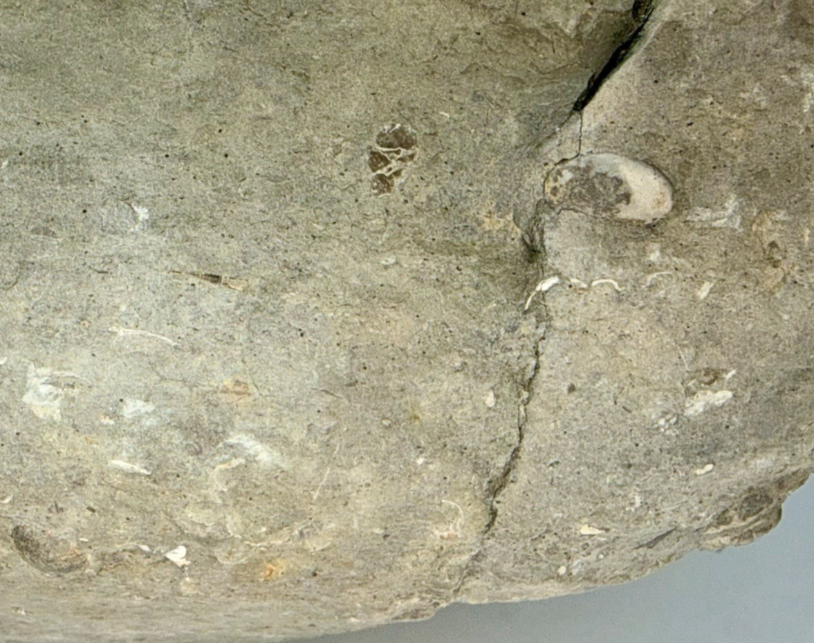 Large 31-lb Paleozoic Fossil Concretion w/Trilobite, Brachiopods, Gastropod poop