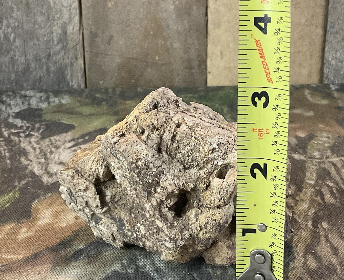 Missouri Druzy Quartz Fossilized Coral Stone Display