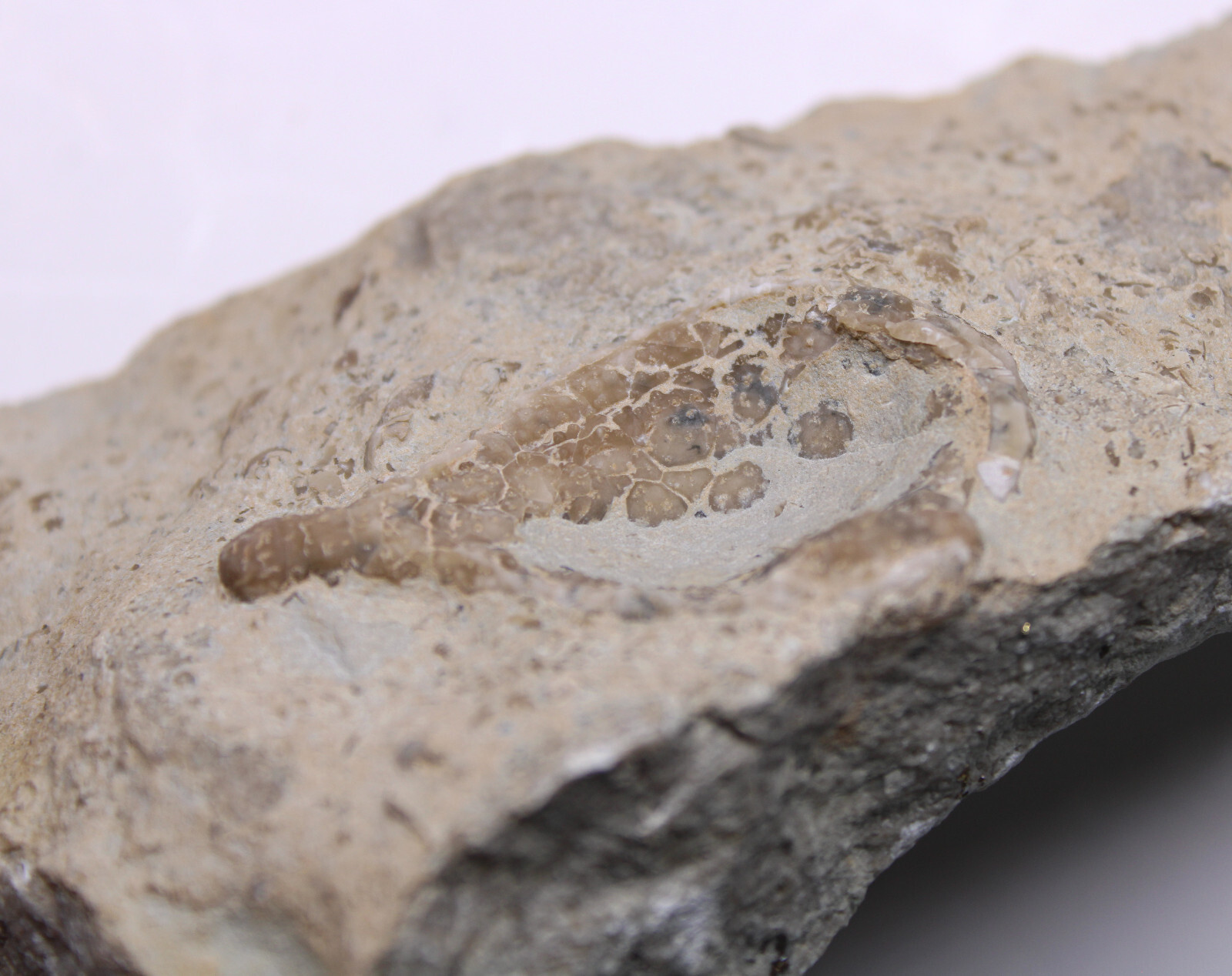 Holocystites scutellatus Silurian Cystoid Fossil Indiana Massie Shale