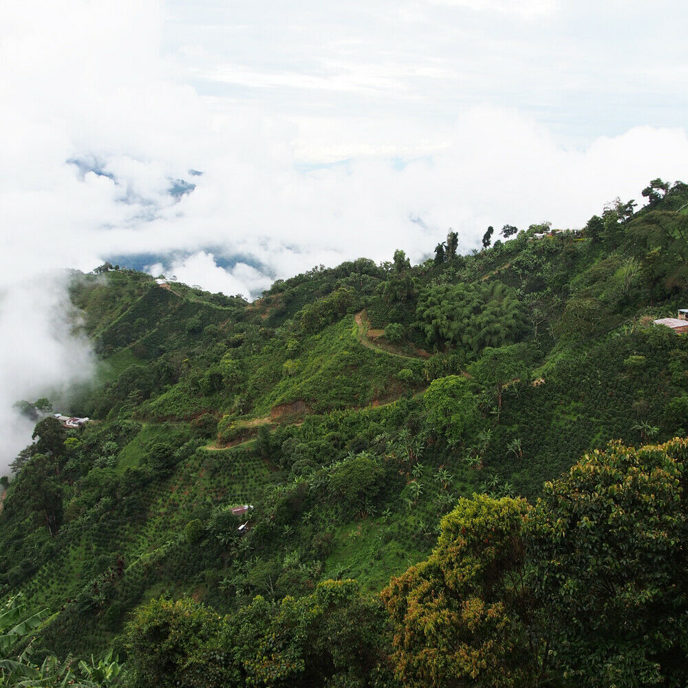 100% HAWAIIAN KONA COFFEE BEANS PEABERRY MEDIUM ROASTED 1 POUND BAG !