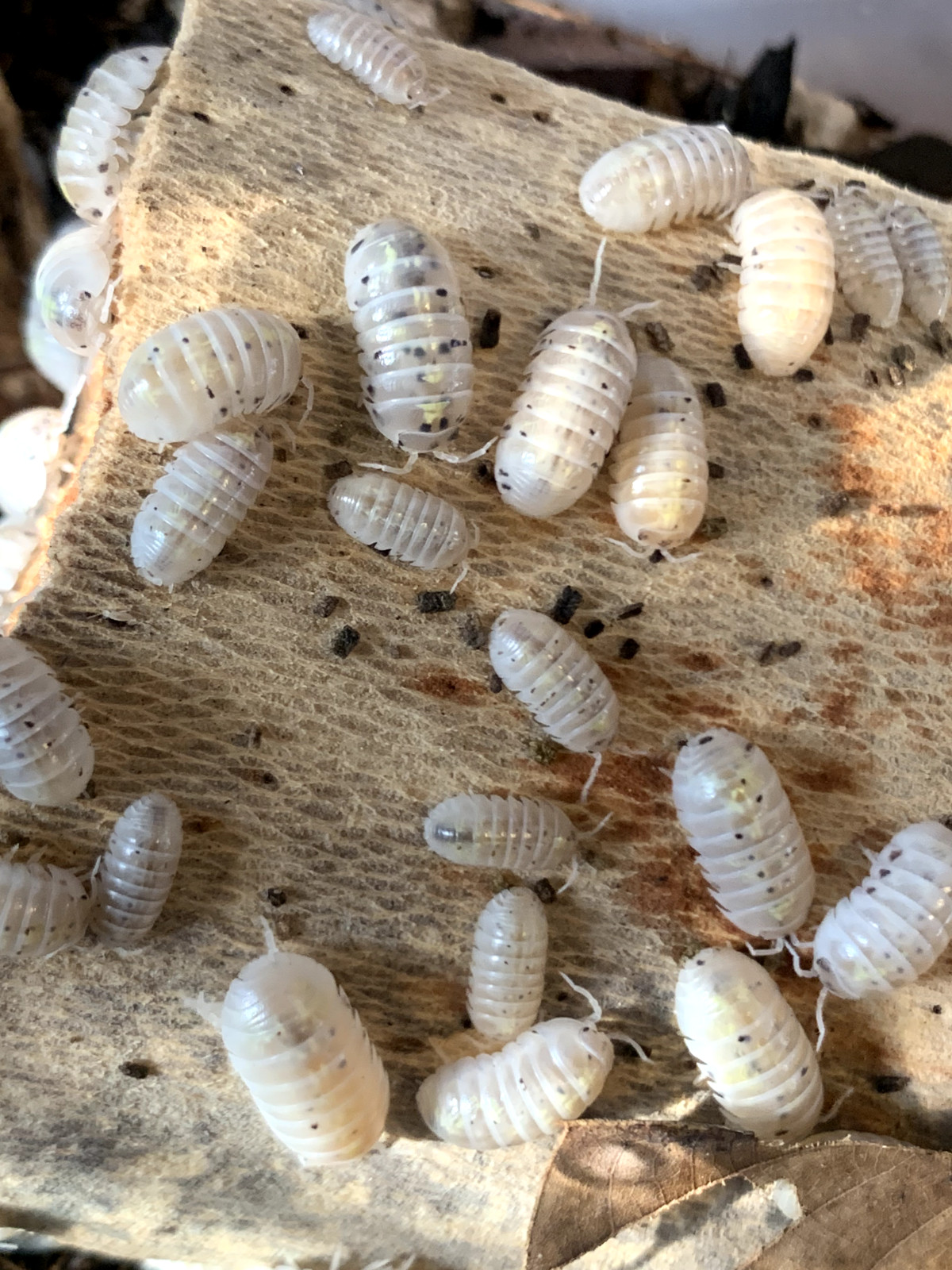 10+ Magic Potion isopods + Free Priority Shipping!