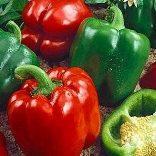 California Wonder 300 TMR Bell Pepper Seeds with Free Shipping