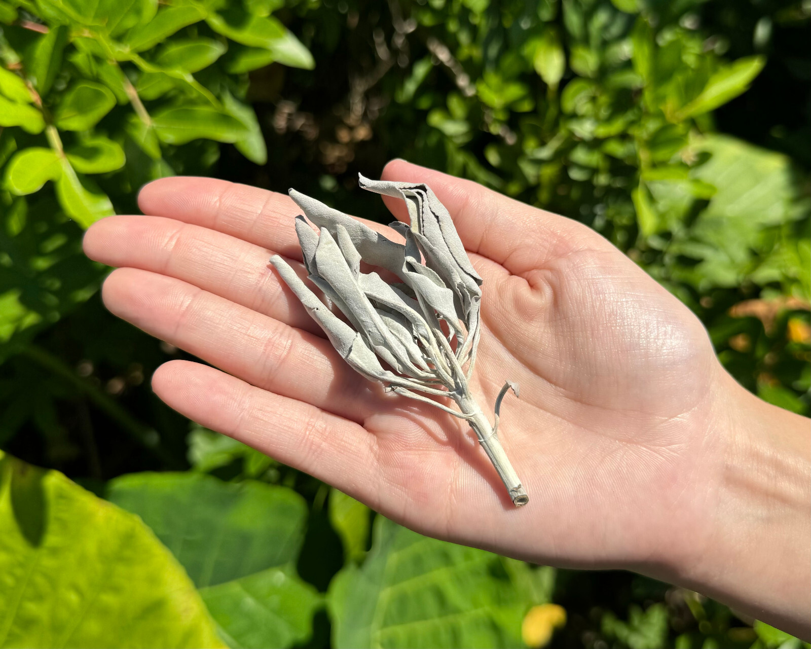 1 lb Loose White Sage Smudge Leaves & Clusters (Cleansing Smudging Purification)