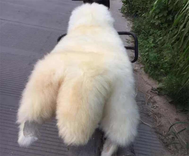 IN US Genuine Sheepskin Fluffy Fur Sheepskin Rugs Windward Natural Soft 60x100cm