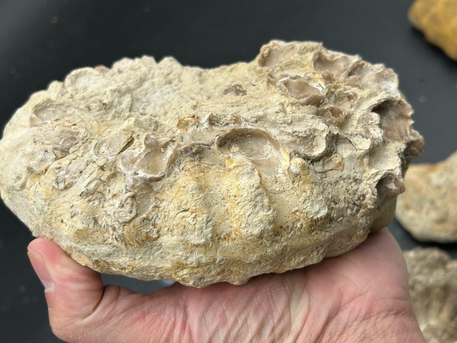 SUPERB 7.5” Cretaceous Mortoniceras Sp.Texas Fossil Ammonite!CRAZY Oyster Party!