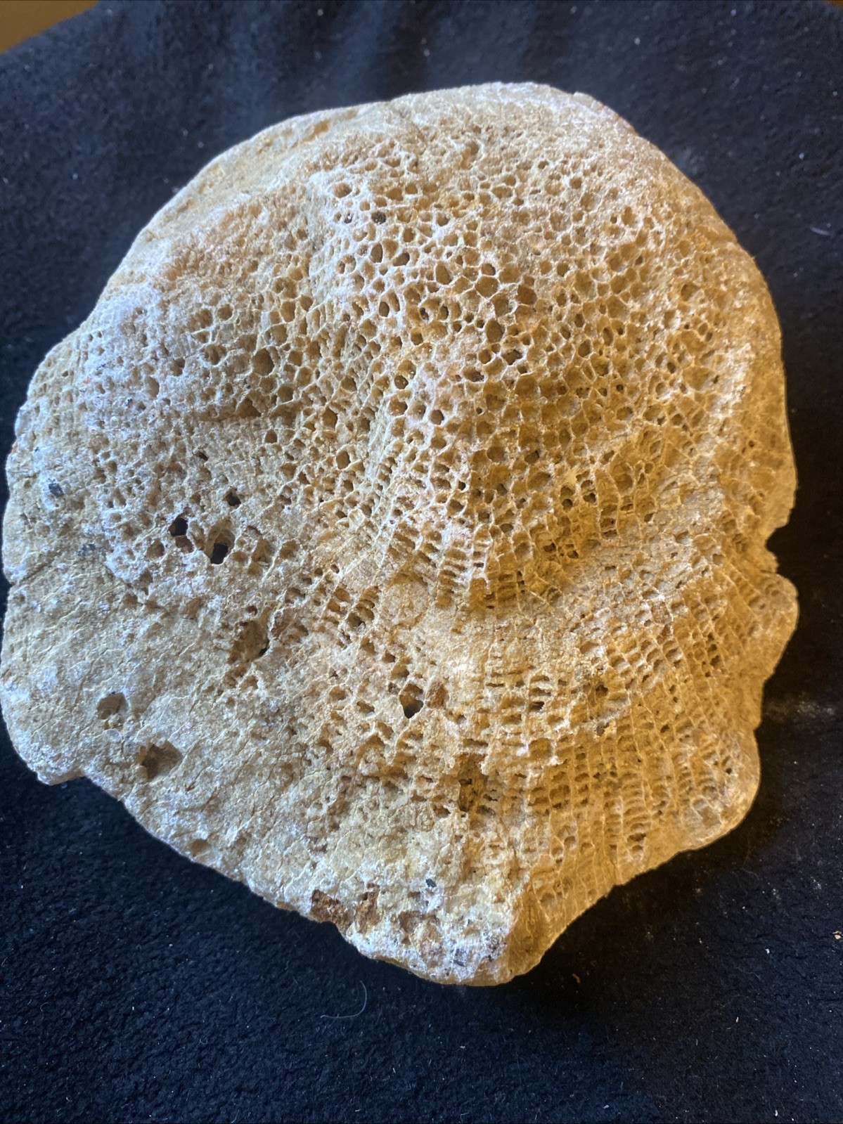 fossilized coral, resembling a tabulate coral 3 Pounds From Kentucky SNOW SALE
