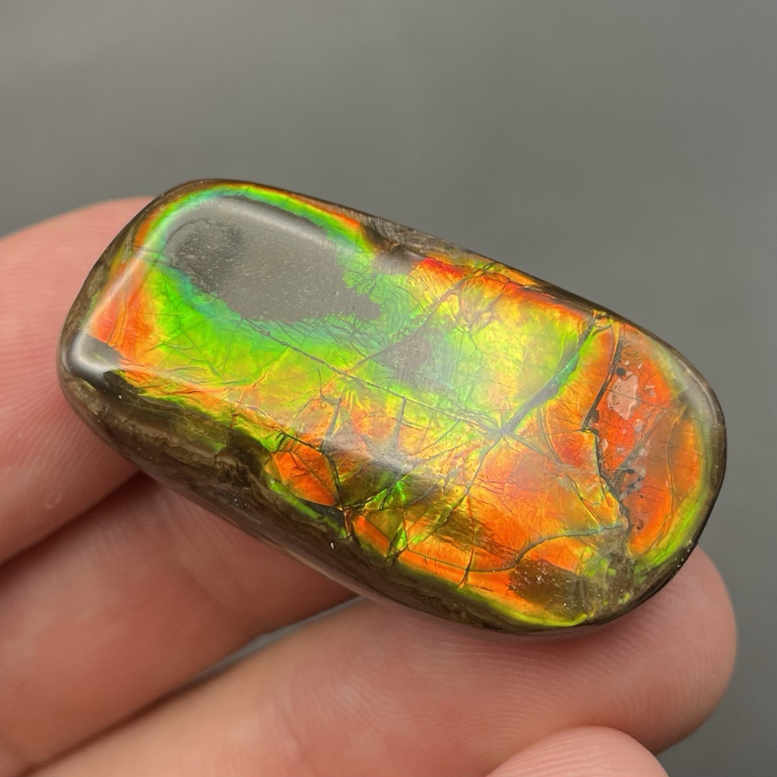 Incredible Ammonite Fossil Ammolite Alberta Canada Gemstone