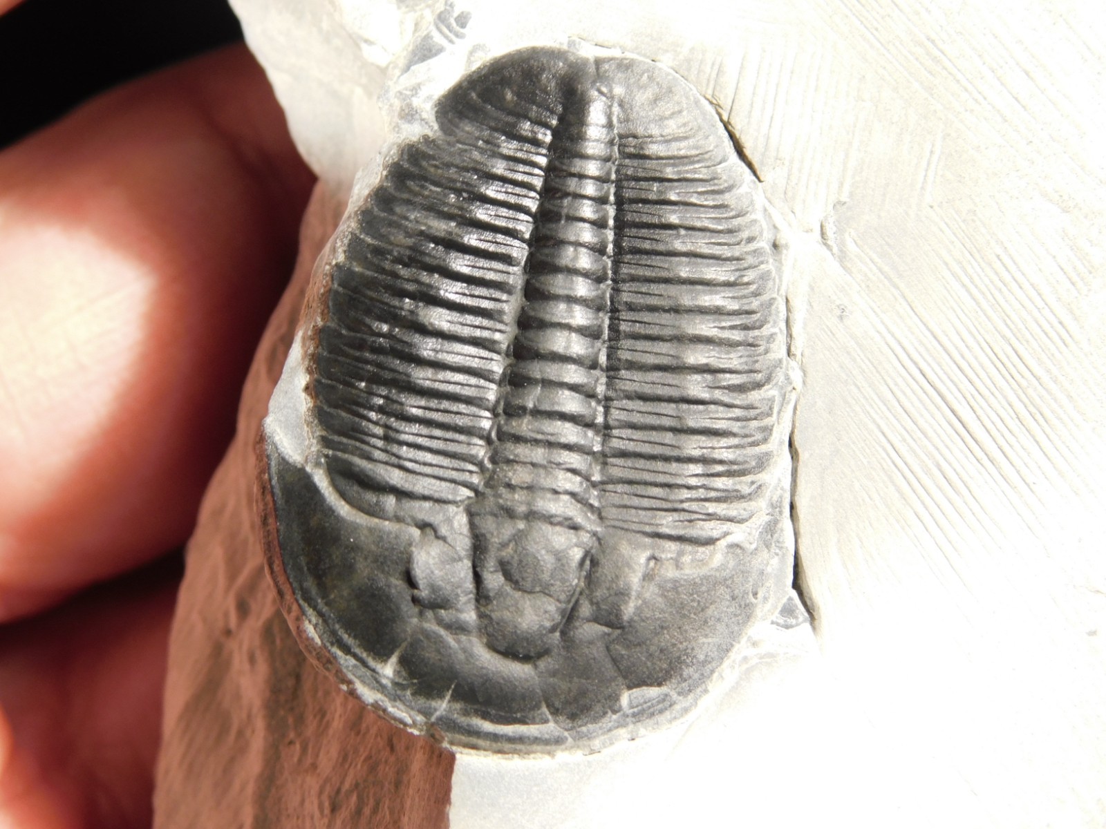 LARGER! NICE and 100% Natural TRILOBITE Fossil From Cambrian Utah 371gr *D