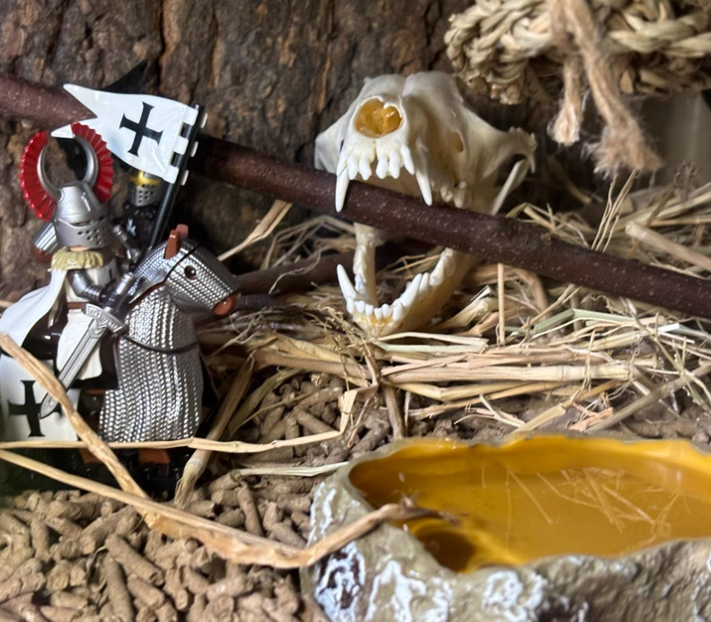 New 10Pcs Real Fox Skull Taxidermy Real Bone Skeleton Halloween Decoration Gift