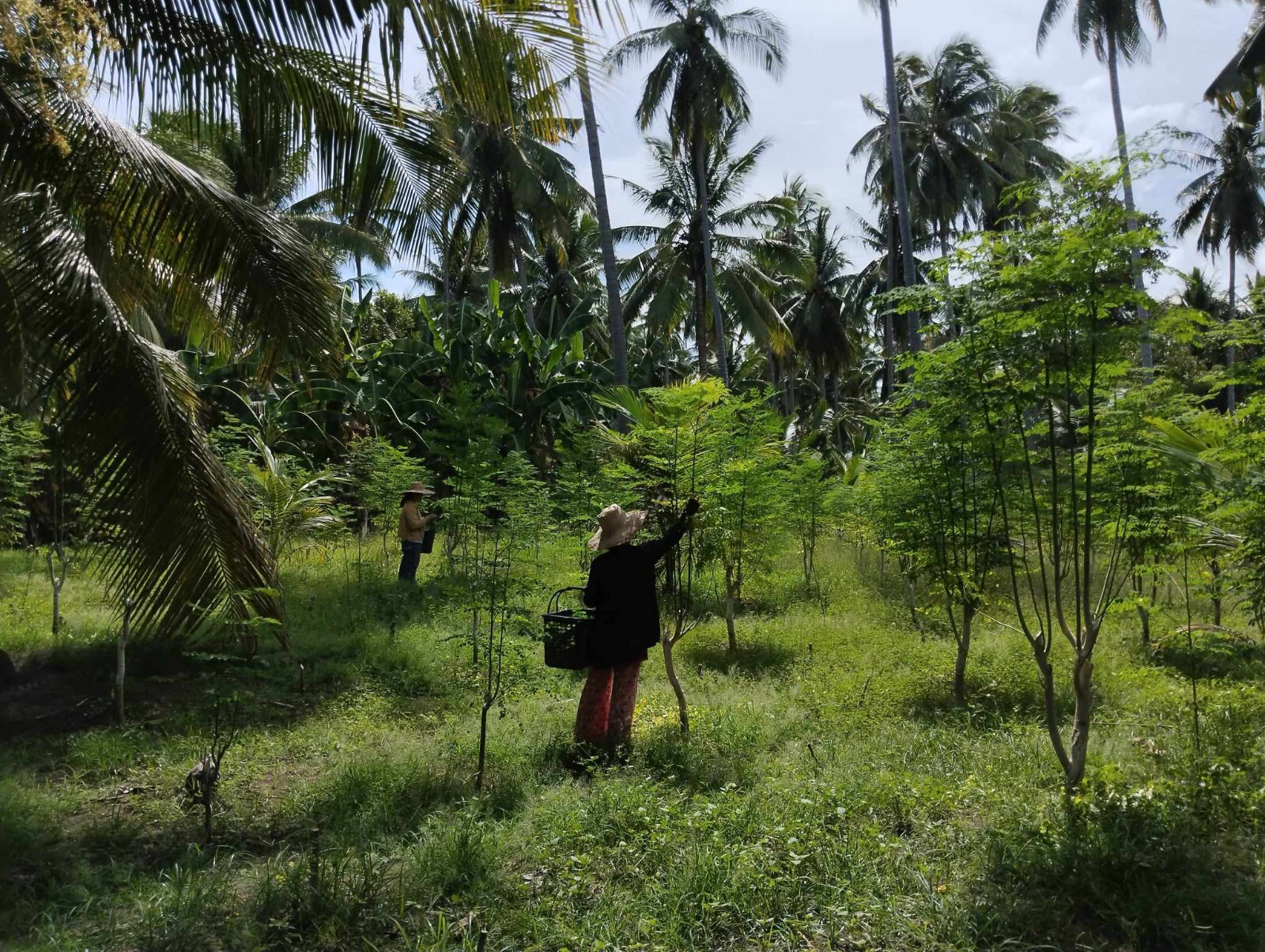 250 Capsules Moringa Oleifera Leaf Powder 5000mg - Organic Herbal Extract YOKABA