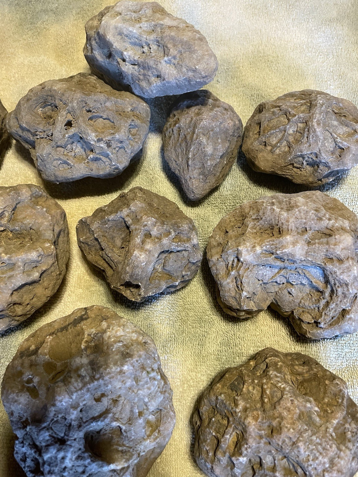 27-KENTUCKY GEODIZED FOSSILS. NICE ONES. 1” TO 5”.