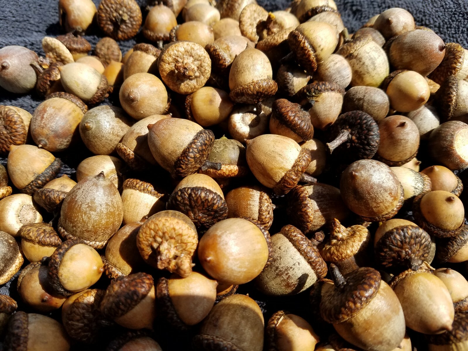 From the Ozarks, 40+ dried acorns WITH caps for crafts, Natural buffed finish