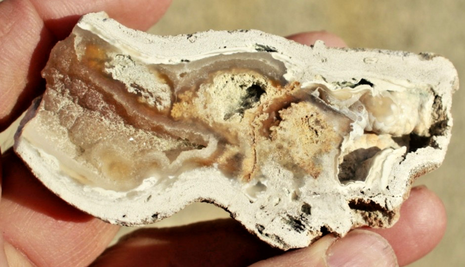 Polished Tampa Bay Fossil Coral Half • 3.0" Long/2.0 oz.