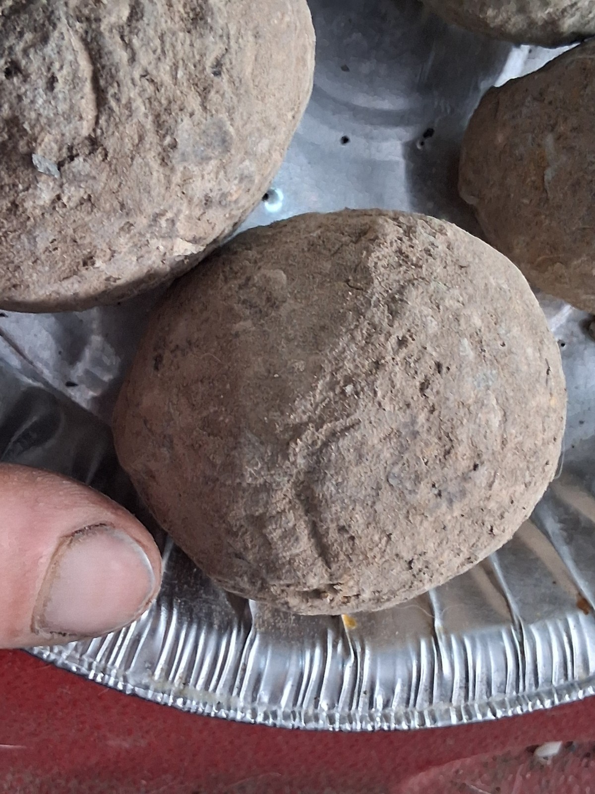 6 Medium Size Crab Fossil Concretions Pulalius Vulgaris Washington State