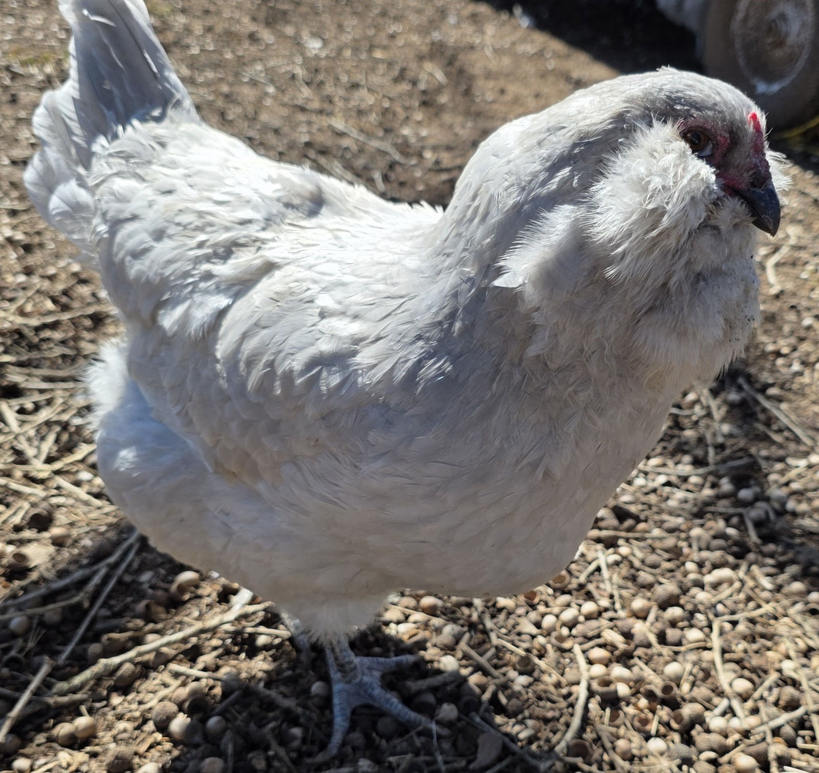 6 Fertile Lavender Ameraucana Hatching Eggs NPIP Certified