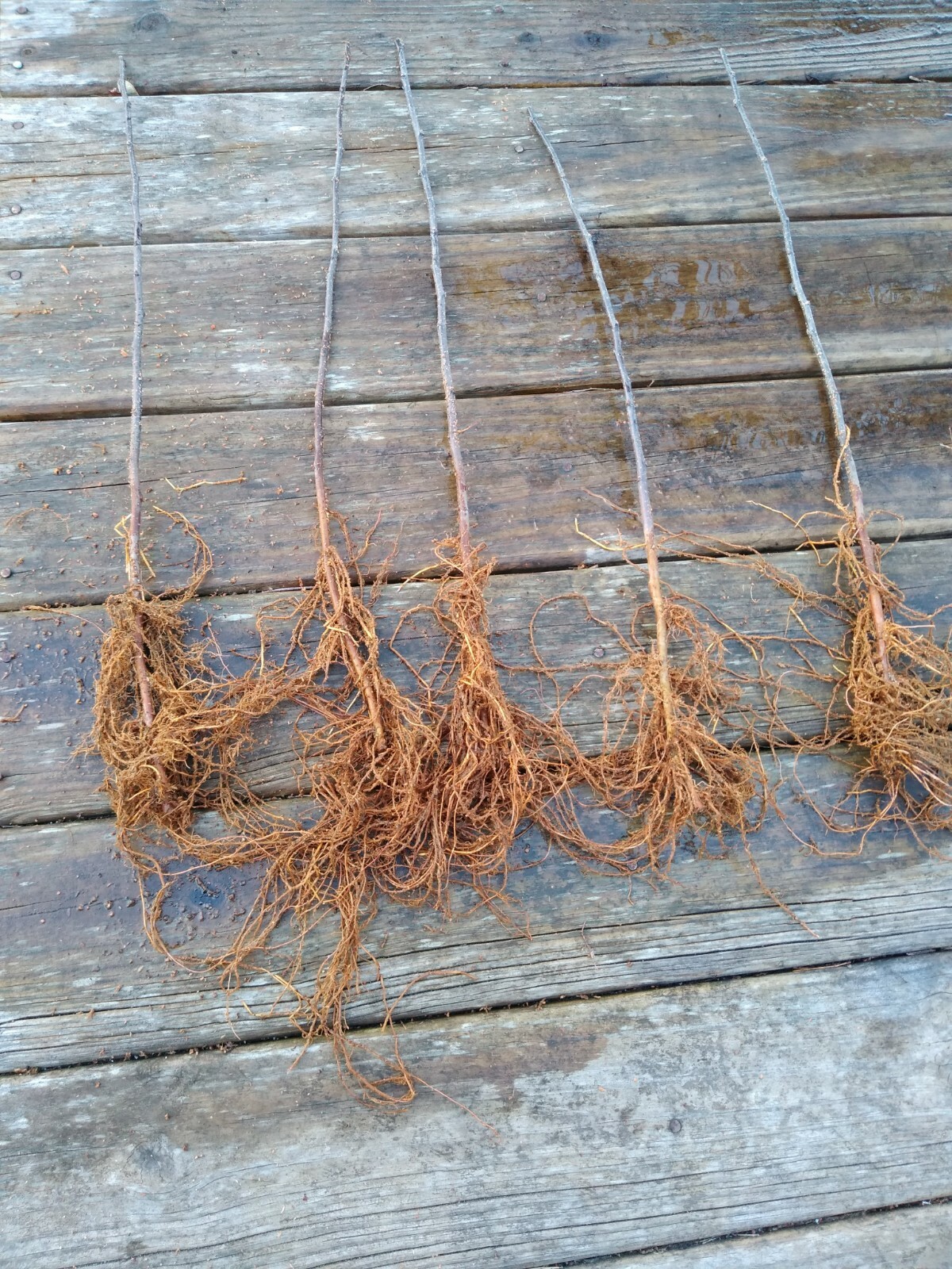 Apple Rootstock (Bundle of 10) Choice of Bud 118 or EMLA 111