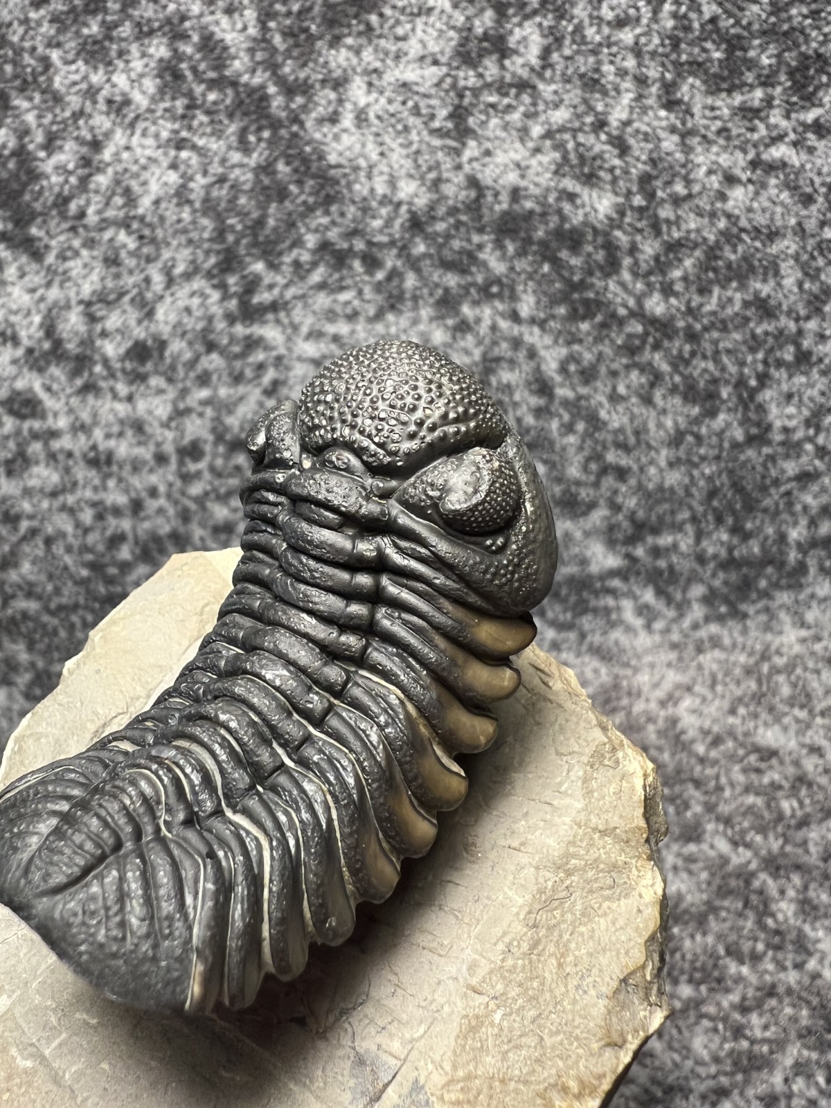 Exceptional Moroccops sp. Trilobite Fossil – Stunning Flying Preparation