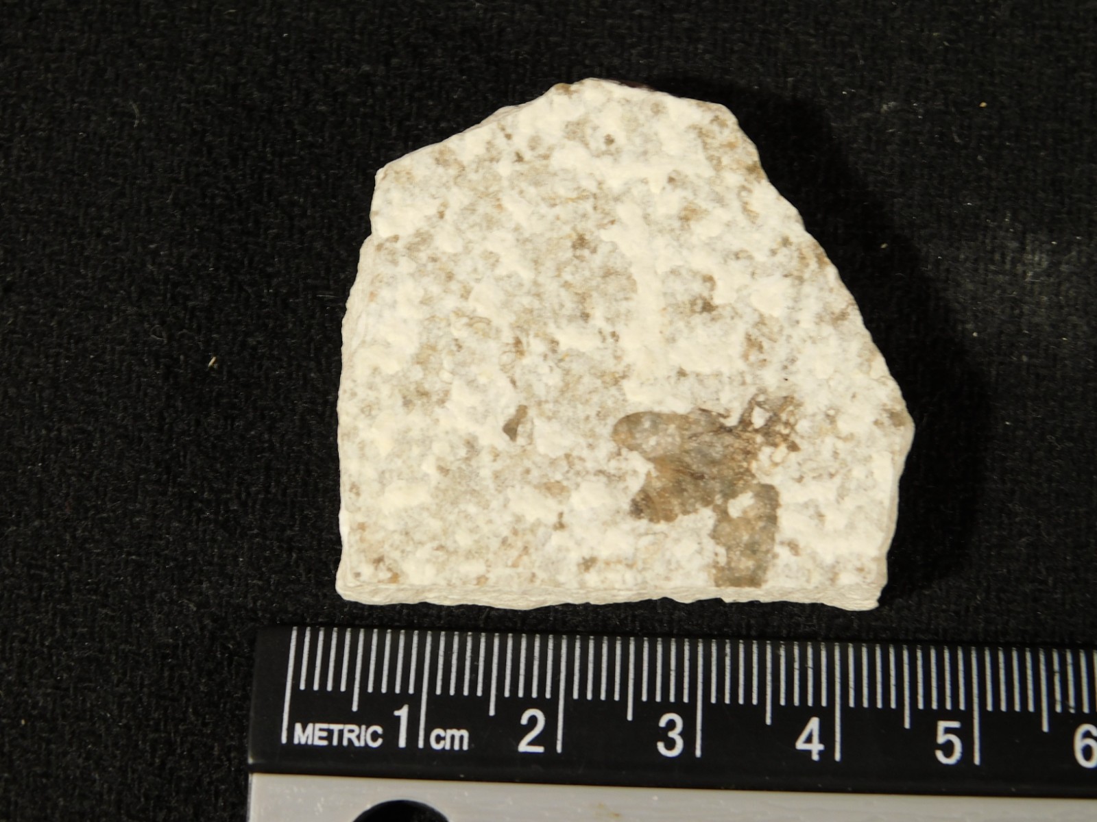 Winged INSECT FOSSIL 100% Natural From Fossil LAKE Wyoming 20.8gr