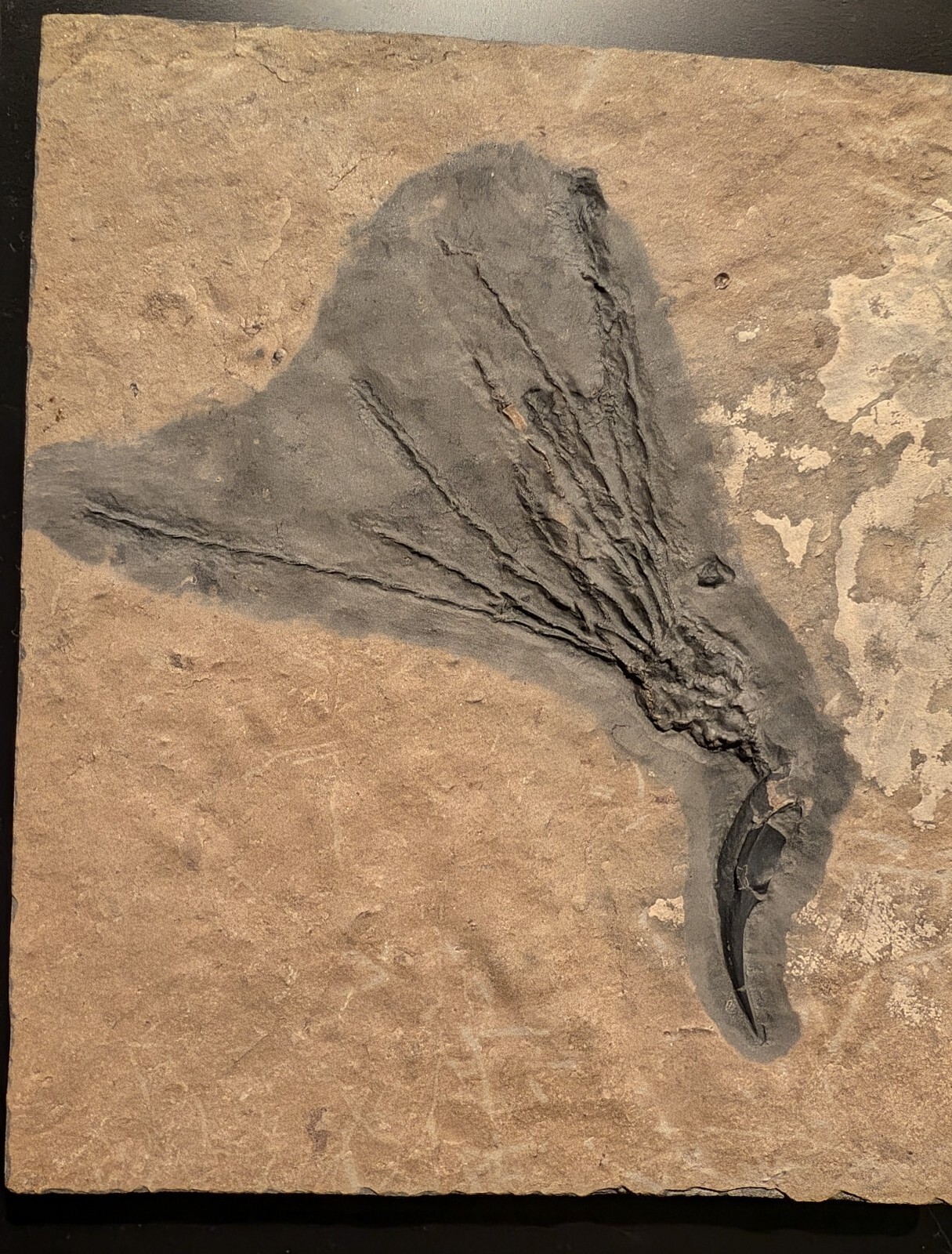 Gogia granulosa Fossil Wheeler/Marjum Formation, Utah Cambrian Proto-echinoderm