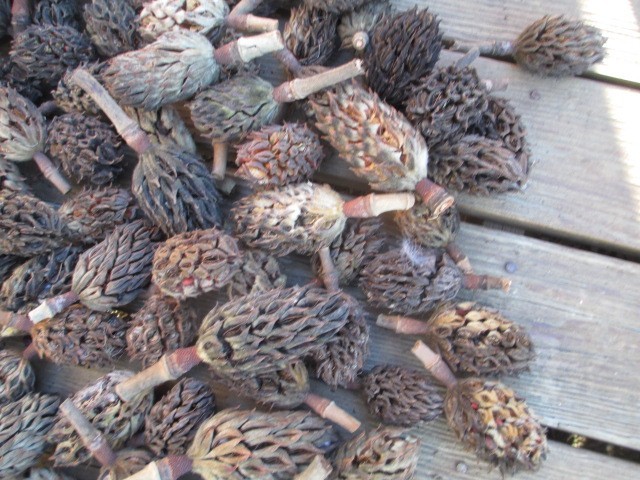100 Southern Magnolia Seed Pods Cones