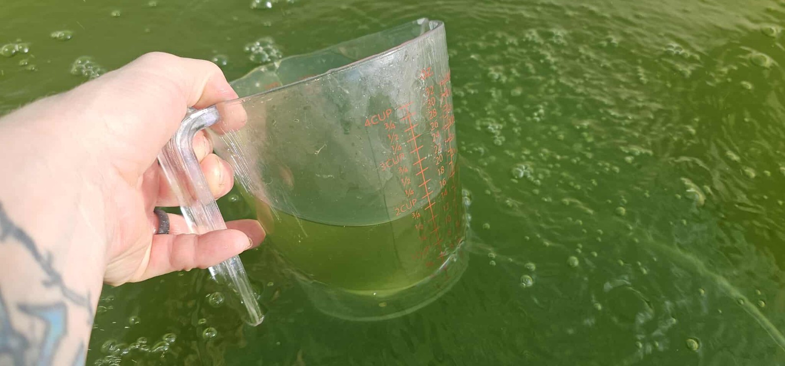 Rich Green Water (chlorella) 13oz  Clean indoor cultures. Free Shipping