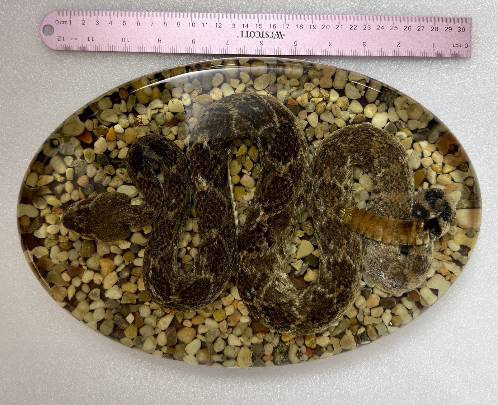 Large Genuine Diamondback Rattlesnake Taxidermy Snake Resin 13x9 Inches Heavy