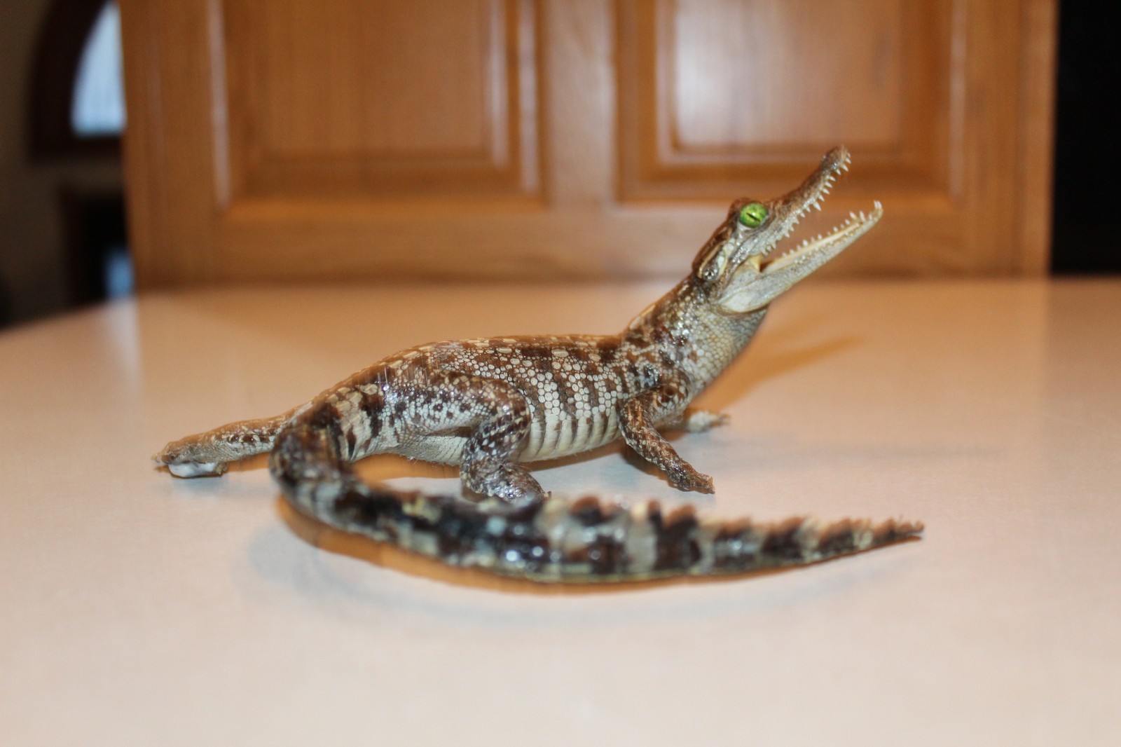 New Alligator Reptile Taxidermy Novelty Log Cabin Decor Whitetail Mule Deer